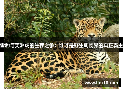 雪豹与美洲虎的生存之争：谁才是野生动物界的真正霸主